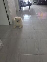 Blk 74 Whampoa Court (Toa Payoh), HDB 3 Rooms #617580291